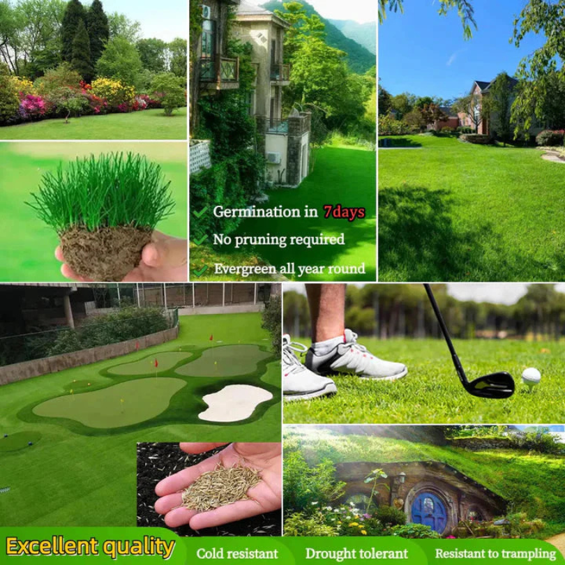 AquaGreen™ - Grass Seeds For All Seasons (Buy 1 Get 1 Free Pack) - Covers upto 500 sq ft/ 60 Gaj