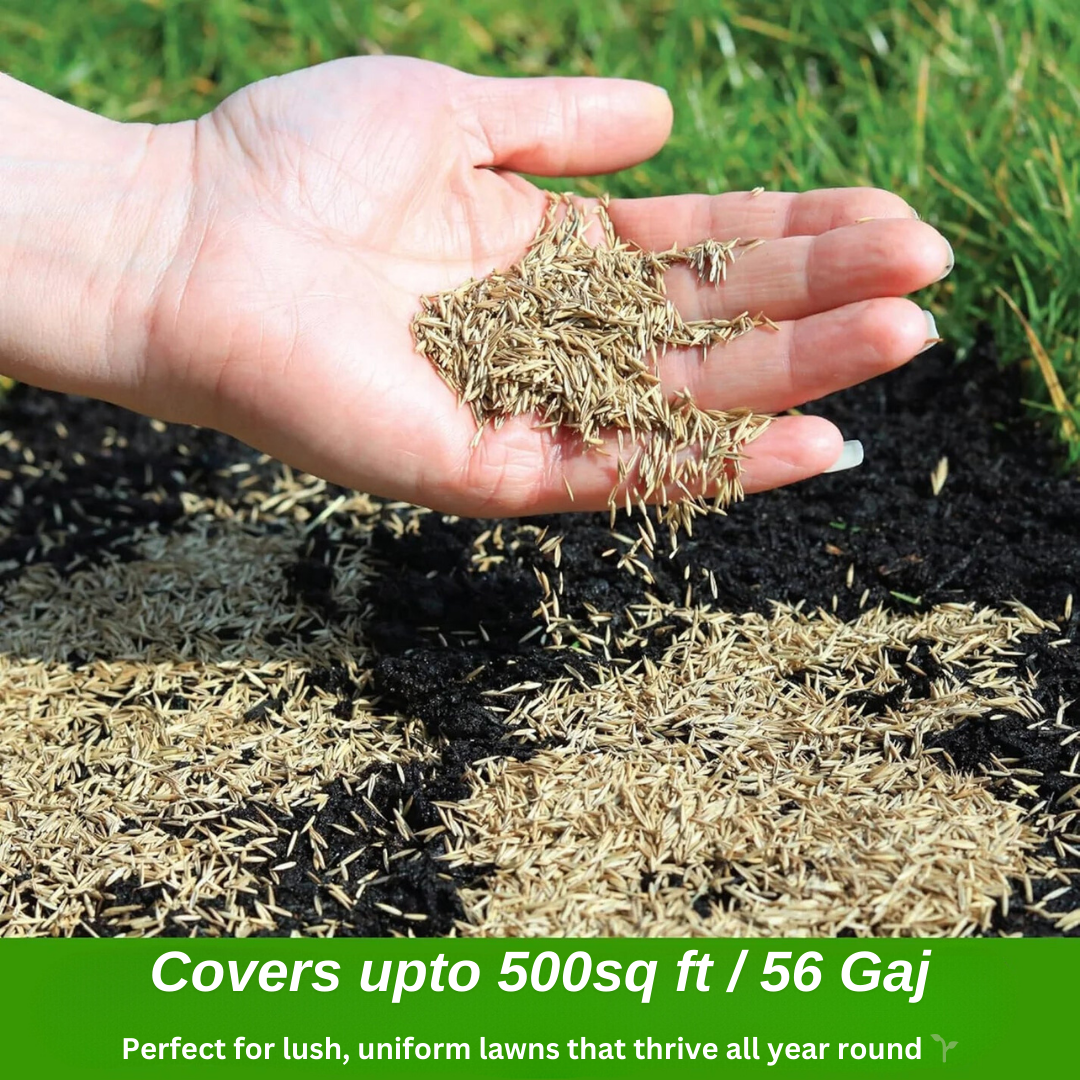 AquaGreen™ - Grass Seeds For All Seasons (Buy 1 Get 1 Free Pack) - Covers upto 500 sq ft/ 60 Gaj